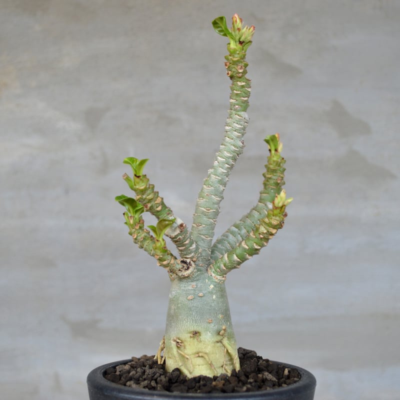 植物】アデニウム メデューサ | A-PLANTS|塊根植物販売