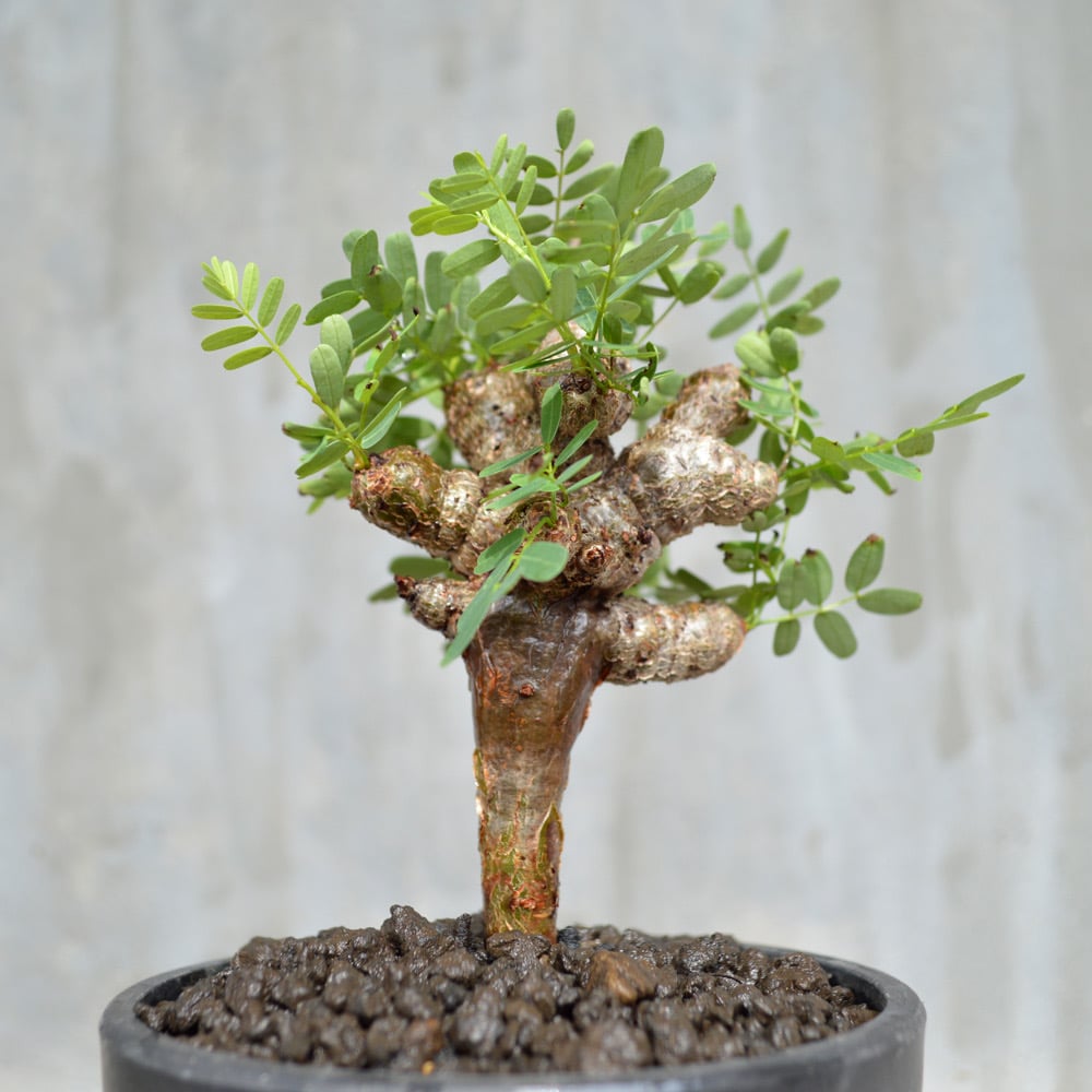 植物】センナ メリディオナリス 良型実生株 | A-PLANTS|塊根植物販売