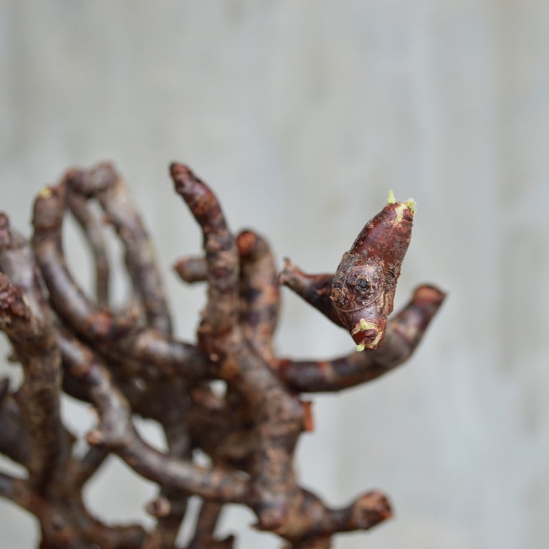 植物×鉢】ぺラルゴ二ウム ミラビレ 現地株 発根済み × 保田修作 陶器鉢