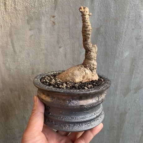 【植物×鉢】フィランサス ミラビリス × usagi ceramic 塊根植物 コーデックス