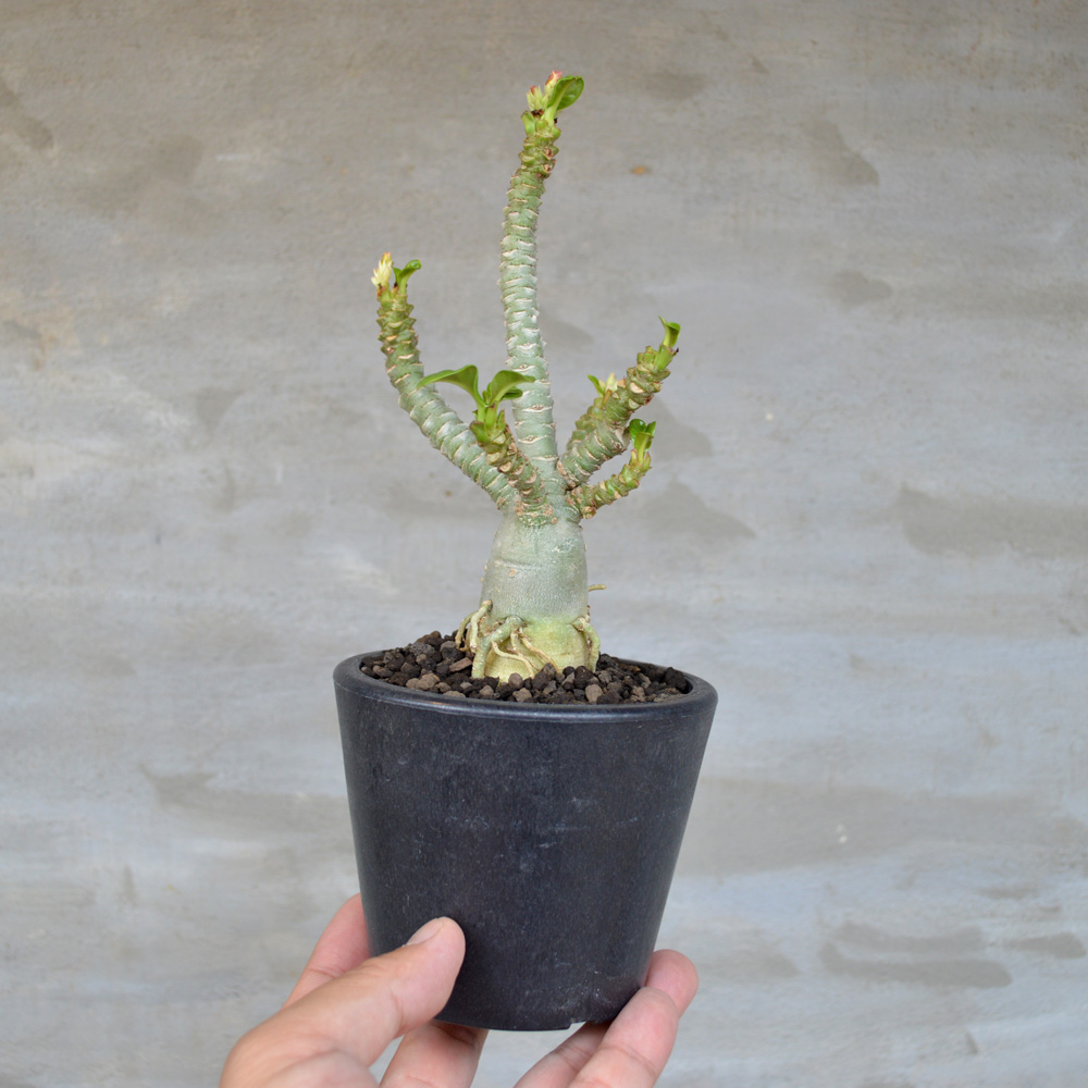 植物】アデニウム メデューサ | A-PLANTS|塊根植物販売