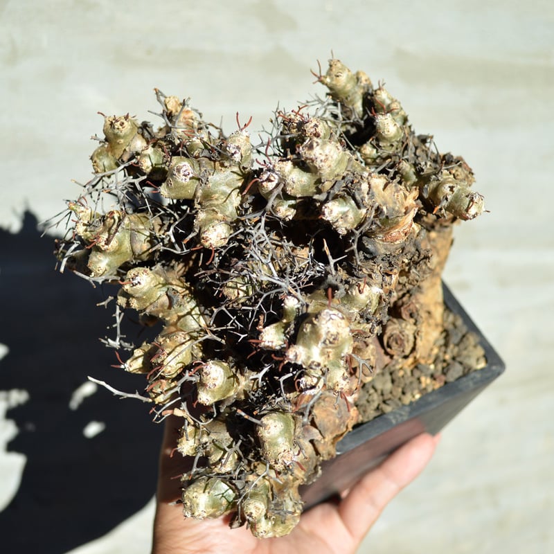 植物】チレコドン レティキュラーツス 万物想 | A-PLANTS|塊根