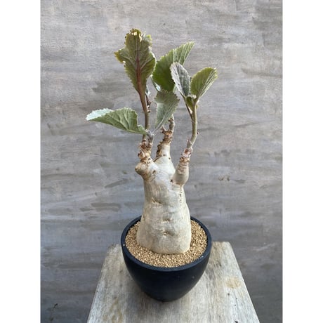 A-PLANTS|塊根植物販売 A-PLANTS|塊根植物販売