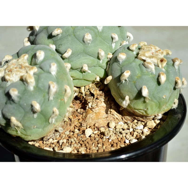 植物】サボテン ロフォフォラ フリキー 銀冠玉 群生 特選株 | A-PLANTS