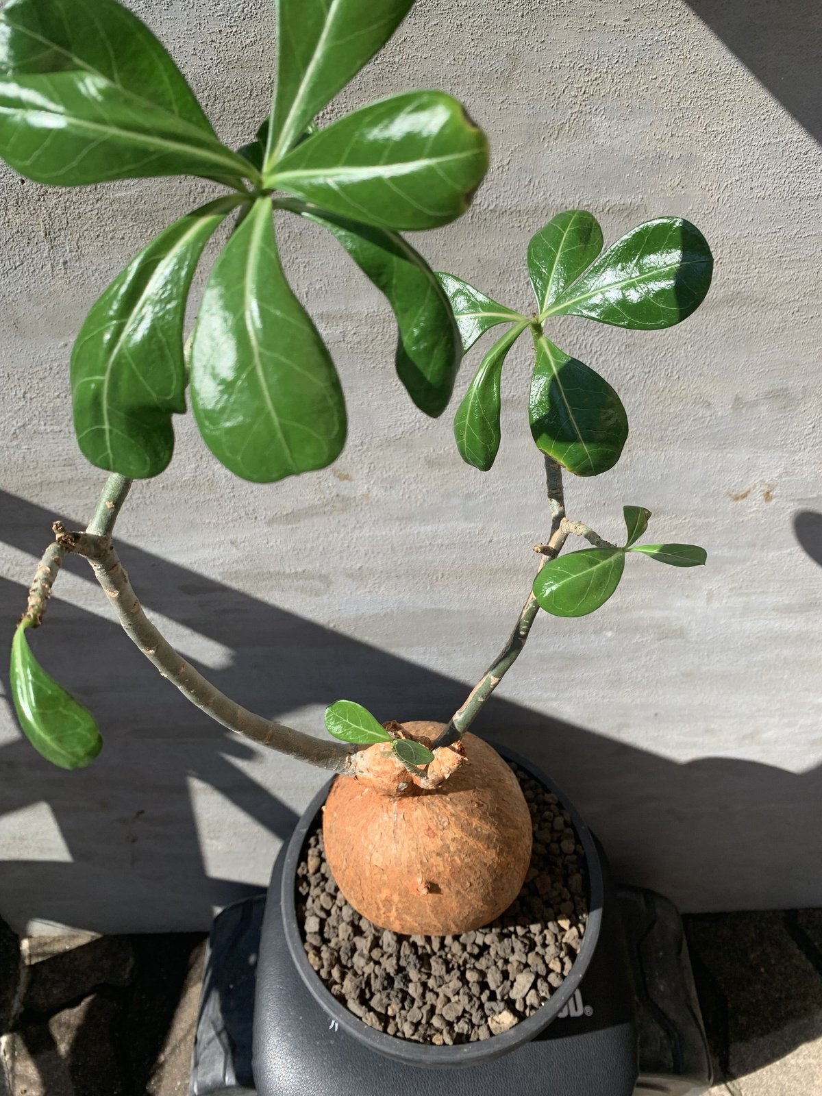 【植物】アデニウム オベスム現地球 赤肌 × プラ鉢 砂漠の薔薇 塊根植物 コーデックス 多肉植物