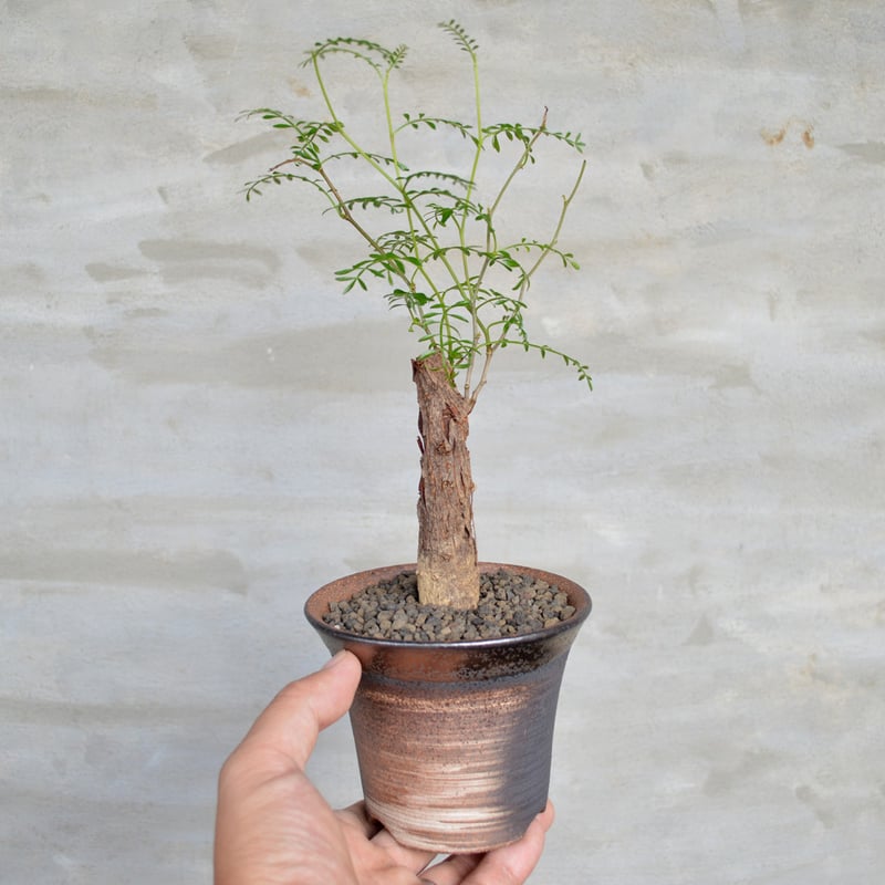 植物 × 鉢 】オペルクリカリア パキプス 根差し × 陶器鉢 | A 植物 × 鉢 】オペルクリカリア パキプス 根差し × 陶器鉢 | A