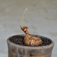 植物 × 鉢 】パキポディウム グラキリス 緑肌/美株 × 陶器鉢 | A