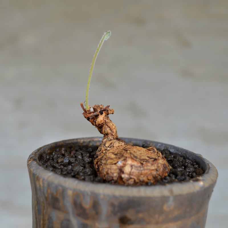 Willing plant 鉢(受け皿付き) Willing plant 鉢(受け皿付き) CATEGORY iron & stainless