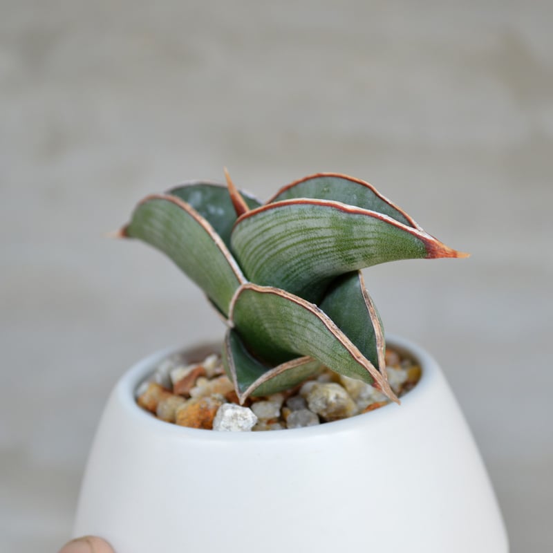 植物】サンスベリア ロリダ タイ実生株 | A-PLANTS|塊根植物販売 植物】サンスベリア ロリダ タイ実生株 | A-PLANTS|塊根植物販売