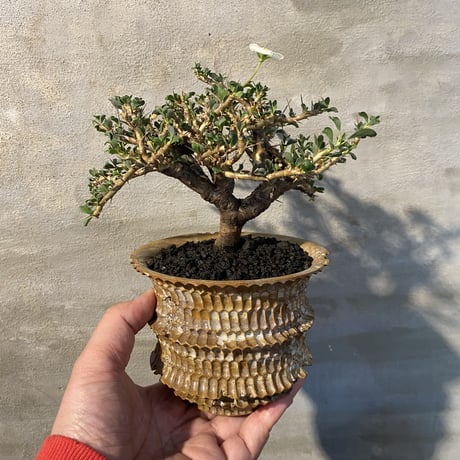 [植物×鉢] サルコカウロン バンデリティアエ × t3pots  塊根植物 コーデックス 現地球