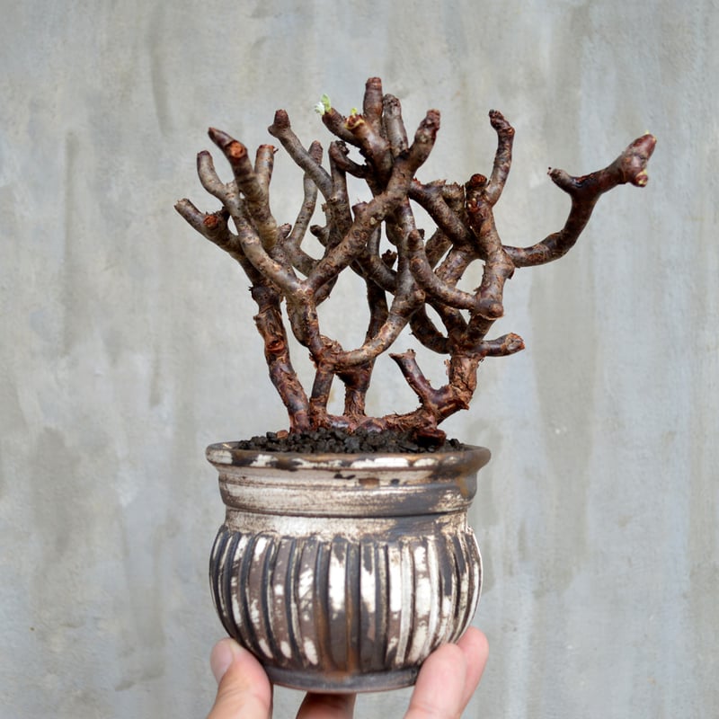 【今週限定価格！現地球・発根済み】ペラルゴニウム・ミラビレ 保田修作氏鉢 植物×鉢】ぺラルゴ二ウム ミラビレ 現地株 発根済み × 保田修作 陶器鉢