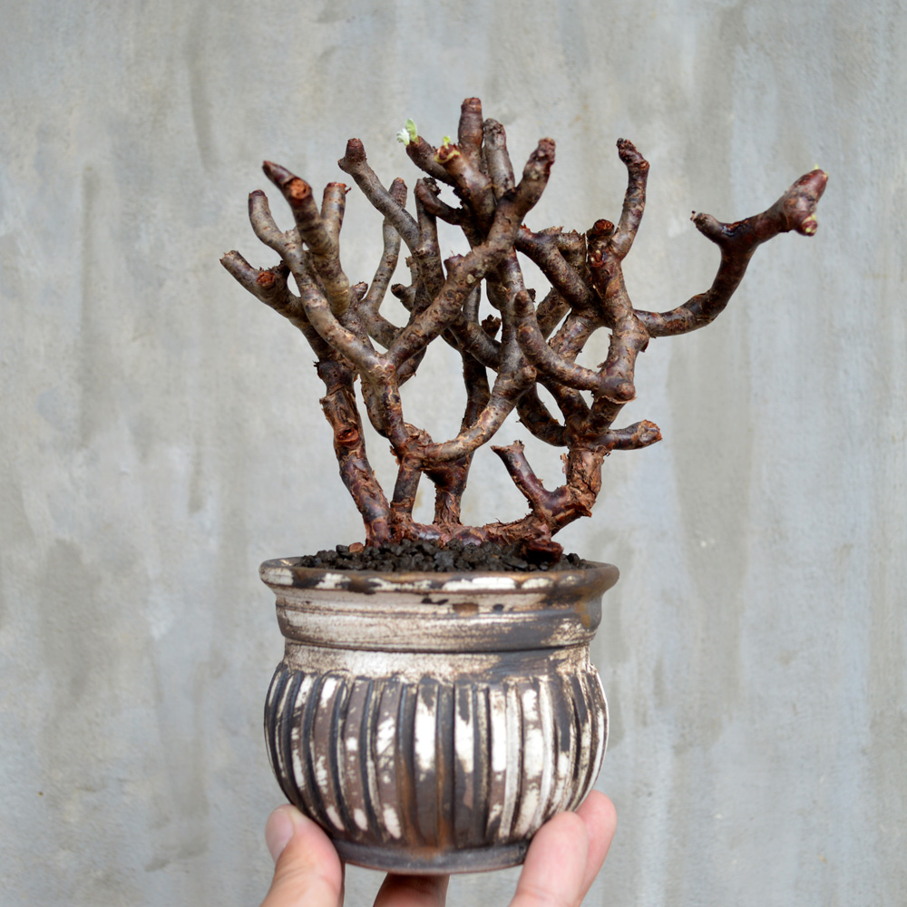 【今週限定価格！現地球・発根済み】ペラルゴニウム・ミラビレ 保田修作氏鉢 fit=scale-down,w=1200