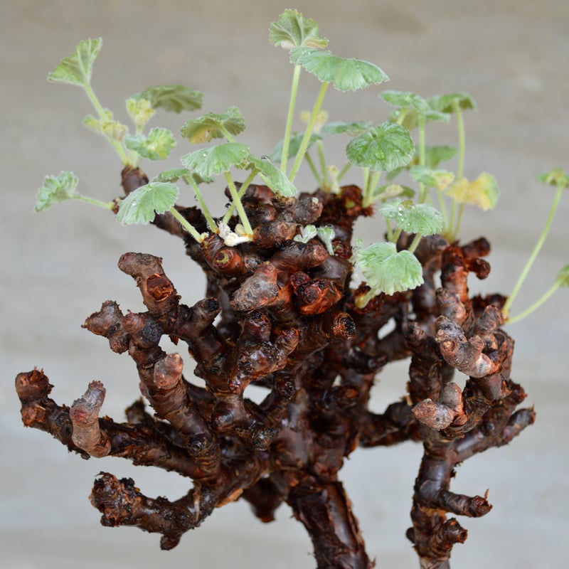植物】ぺラルゴ二ウム ミラビレ 現地株 発根済み | A-PLANTS 植物】ぺラルゴ二ウム ミラビレ 現地株 発根済み | A-PLANTS