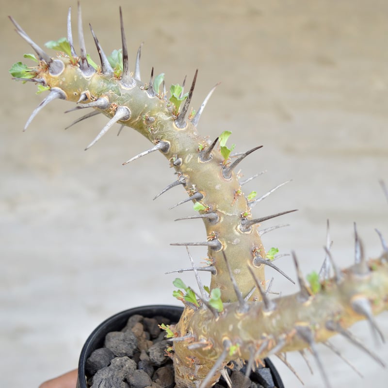 植物] モンソニア クラシカウリス ( サルコカウロン クラシカウレ