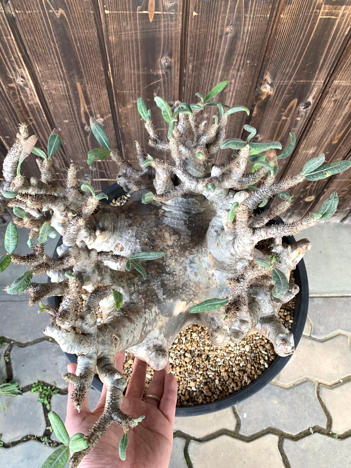 植物】パキホディウム グラキリス 大株 現地球 発根済み 塊根 植物】パキホディウム グラキリス 大株 現地球 発根済み 塊根