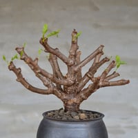 植物 × 鉢 】パキポディウム グラキリス 緑肌/美株 × 陶器鉢 | A
