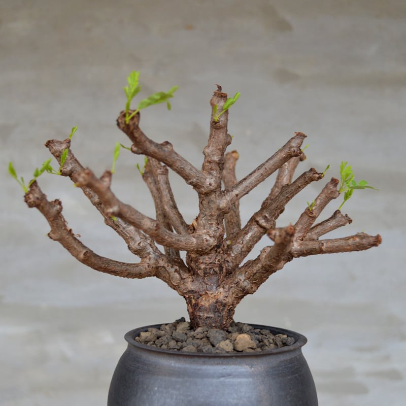 【超安い】 植物×鉢】センナ メリディオナリス コンパクトサイズ タイ実生株 その他多肉植物