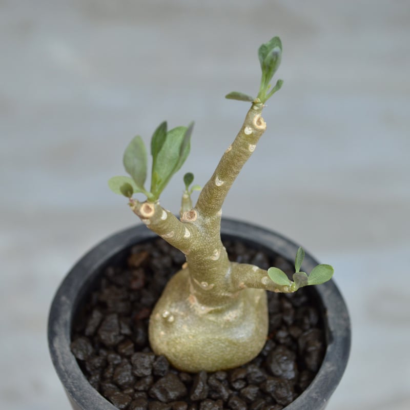 植物] オトンナ トリプリネルビア 実生株 | A-PLANTS|塊根植物販売