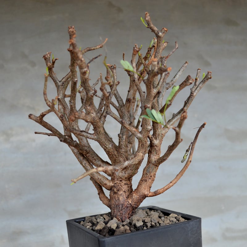 植物】センナ メリディオナリス 良型実生株 <1> | A-PLANTS|塊根