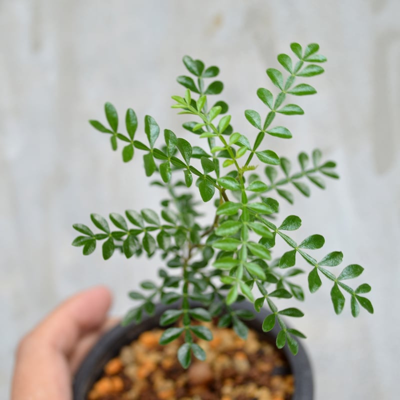 植物】 【ランダム配送】 オペルクリカリア パキプス 実生株 | A 植物】 【ランダム配送】 オペルクリカリア パキプス 実生株 | A