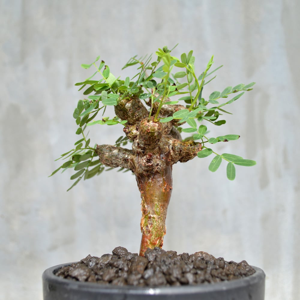 植物】センナ メリディオナリス 良型実生株 | A-PLANTS|塊根植物販売 植物】センナ メリディオナリス 良型実生株 | A-PLANTS|塊根植物販売