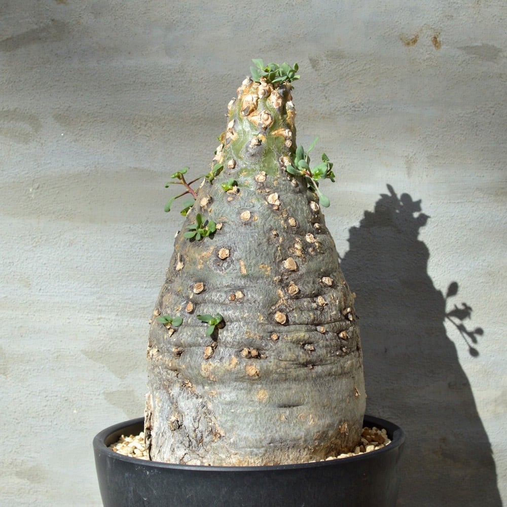 植物】 観峰玉 フォークイエリア コルムナリス 現地球 <良型> 発 植物】 観峰玉 フォークイエリア コルムナリス 現地球 <良型> 発
