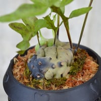 植物 × 鉢 】パキポディウム マカイエンセ × Valiem GHOST（BOWL / X