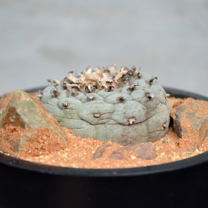 植物】サボテンロフォフォラ フリキー 銀冠玉 国内実生 現地風ワイルド