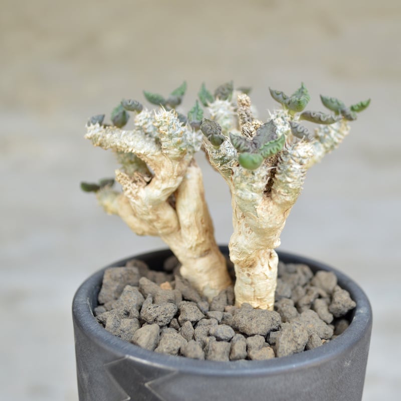 ②ユーフォルビア　ルディス ユーフォルビア・ルディス | Pay ID ②ユーフォルビア ルディス