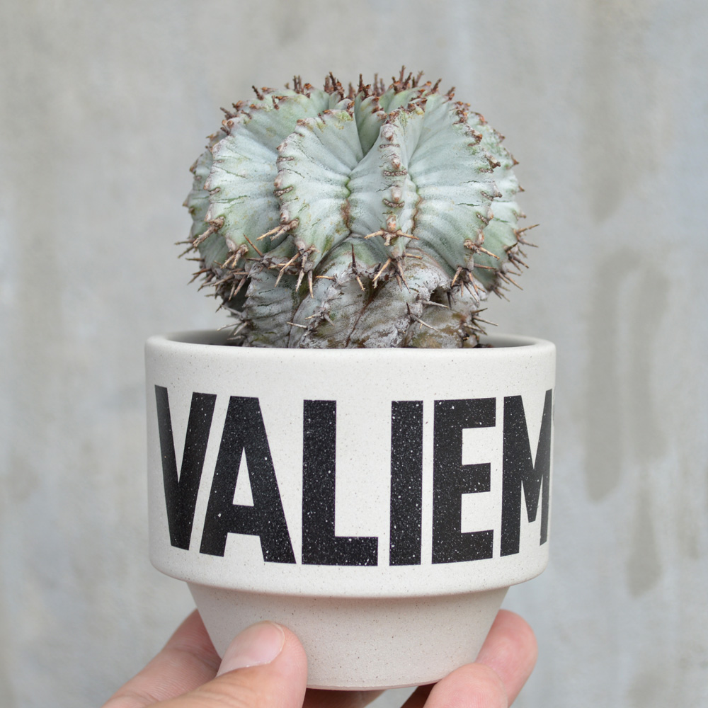 植物×鉢】ユーフォルビア ホリダ 白肌 超美株 ×Valiem ネーム 植物×鉢】ユーフォルビア ホリダ 白肌 超美株 ×Valiem ネーム