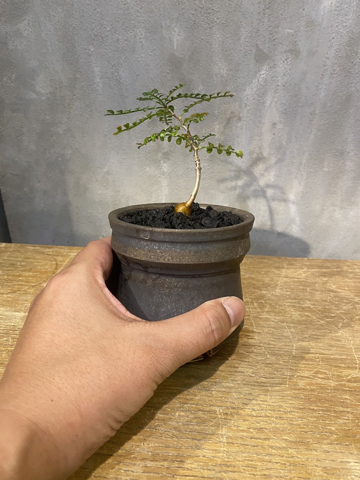 オペルクリカリア(Operculicarya)実生　コノハ植木鉢セット