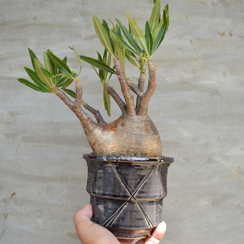 植物×鉢】パキポディウム グラキリス 現地球 発根済み × Wild 植物×鉢】パキポディウム グラキリス 現地球 発根済み × Wild