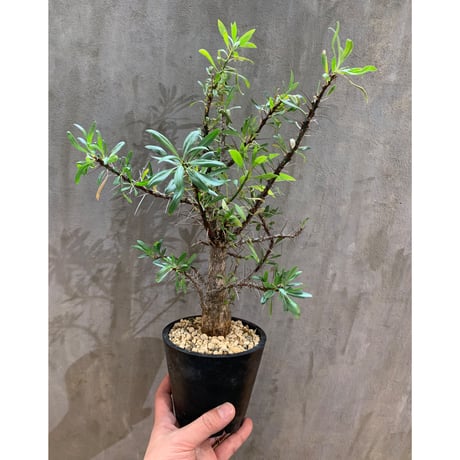 【植物】フォークイエリア プルプシー 実生株 多肉植物 塊根植物 コーデックス