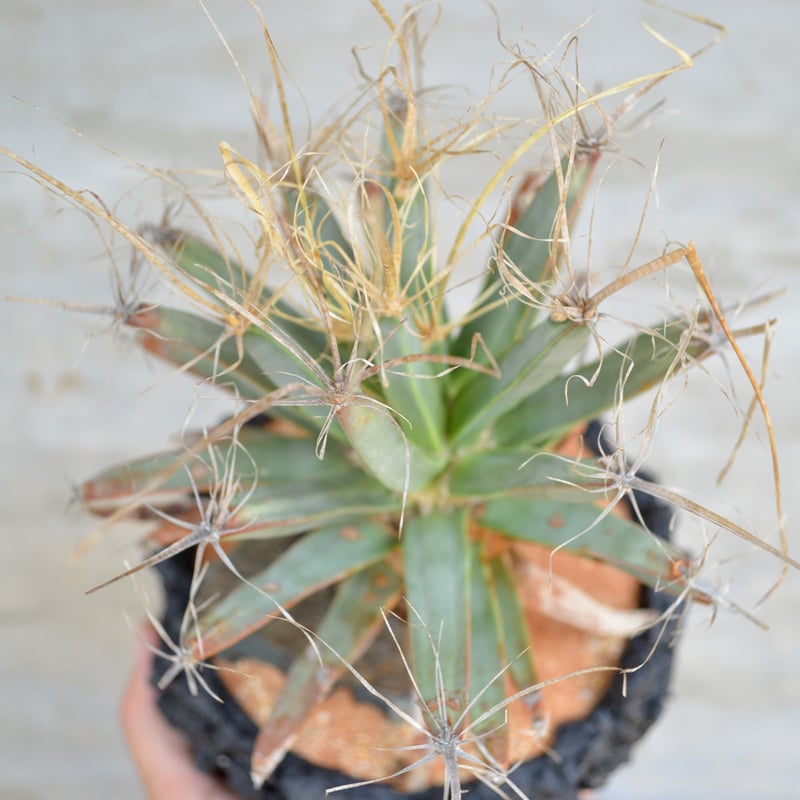 レウクテンベルギアプリンキピス 晃山 陶器鉢 植物 x 鉢] レウクテン