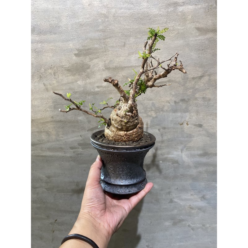 MP192 オペルクリカリア パキプス コーデックス ベアルート株 BP94