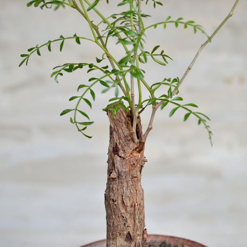 植物 × 鉢 】オペルクリカリア パキプス 根差し × 陶器鉢 | A 植物 × 鉢 】オペルクリカリア パキプス 根差し × 陶器鉢 | A