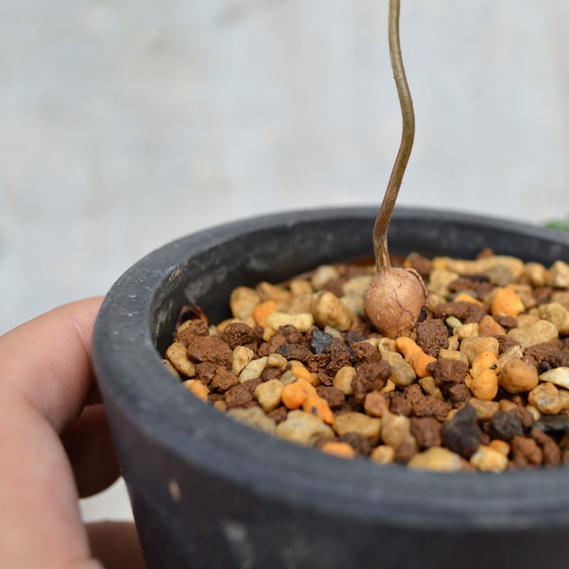 植物】 【ランダム配送】 オペルクリカリア パキプス 実生株 | A 植物】 【ランダム配送】 オペルクリカリア パキプス 実生株 | A