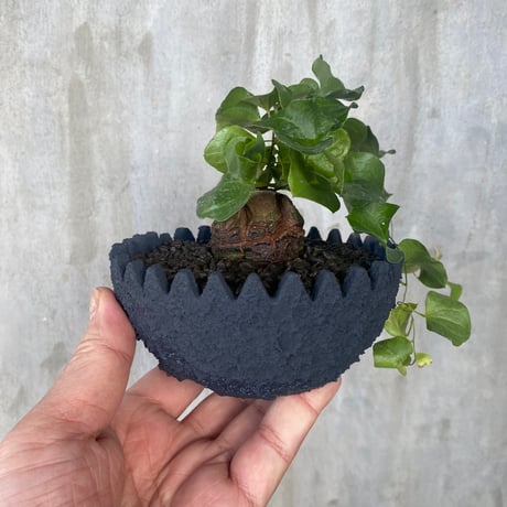 [植物×鉢] ：亀甲竜 × left botanical crown Mサイズ 陶器鉢　塊根植物 コーデックス  多肉植物