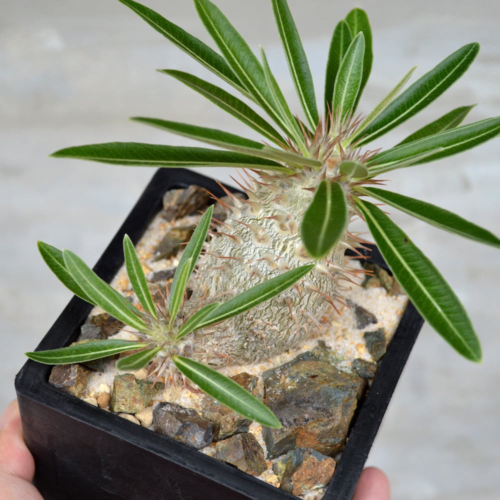 パキポディウム　グラキリス　２頭 パキポディウム グラキリス二頭 闇炎植栽 – Sigma Plants