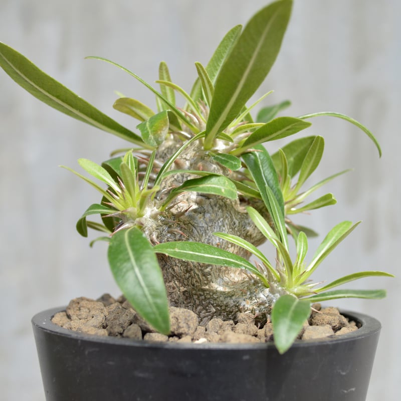 ハイライン　パキポディウム・グラキリス パキポディウム グラキリス-PG294 | Supervoid Caudex