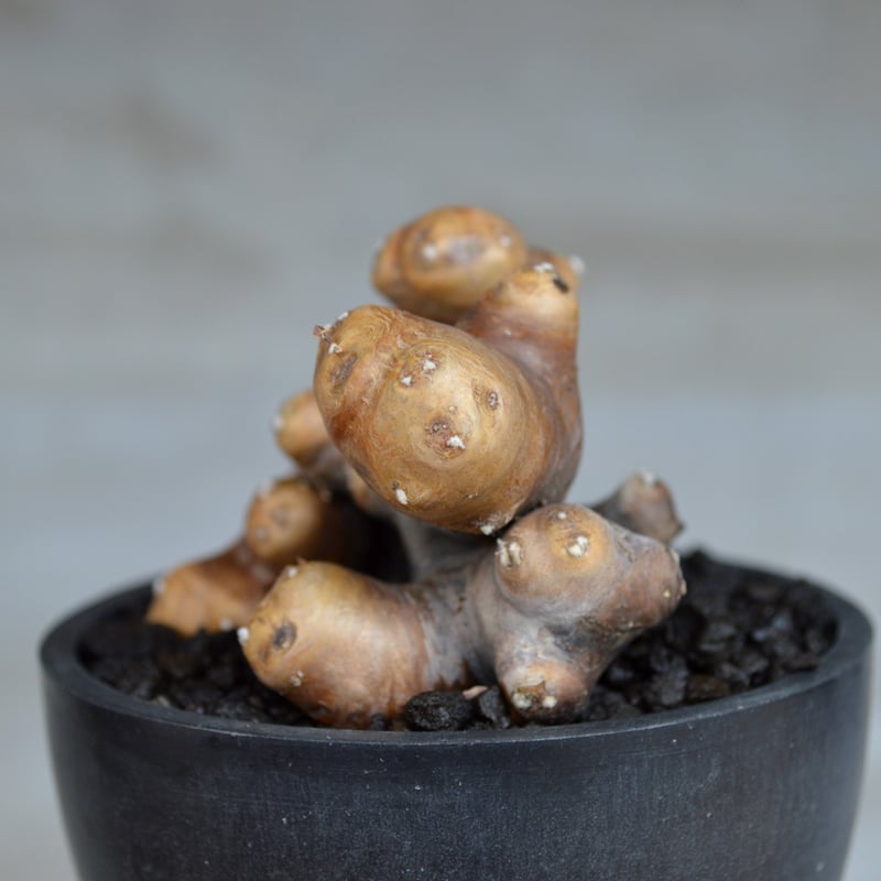 植物] オトンナ カカリオイデス 現地球 発根済 | A-PLANTS|塊根植物販売