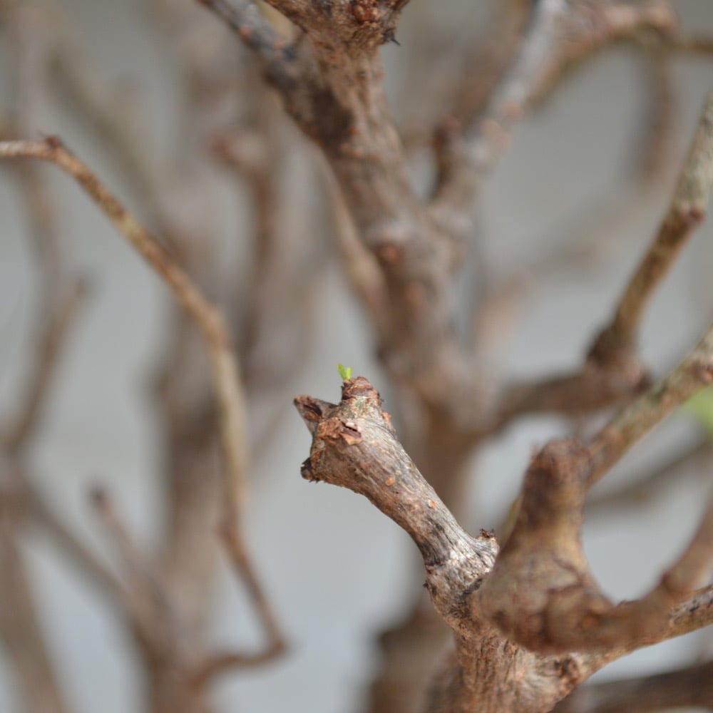 植物】センナ メリディオナリス 良型実生株 <2> | A-PLANTS|塊根