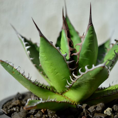 アガベ　塊根　5株まとめ売り アガベ 塊根 5株まとめ売り