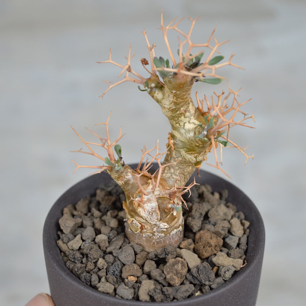 1864多肉植物 オトンナ ユーフォルビオイデス 黒鬼城 20株同梱 園芸