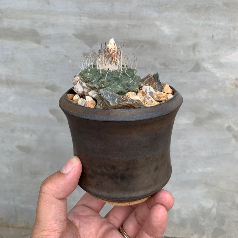 植物×鉢】サボテン 菊水× 陶器鉢 塊根植物 | A-PLANTS|塊根植物販売