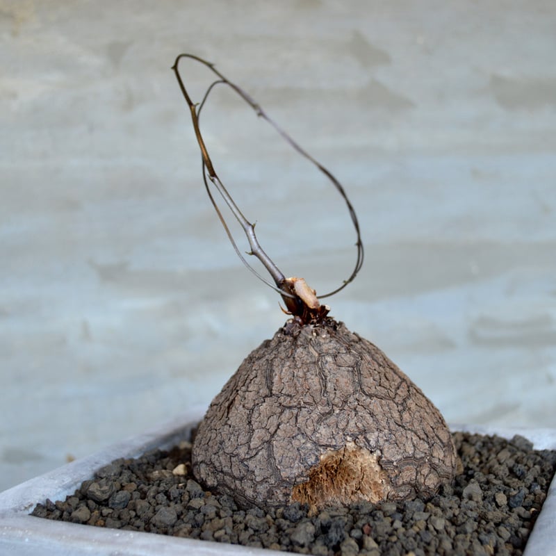 植物×鉢】ディアスコレア エレファンティペス 亀甲竜 発根済み 現地球