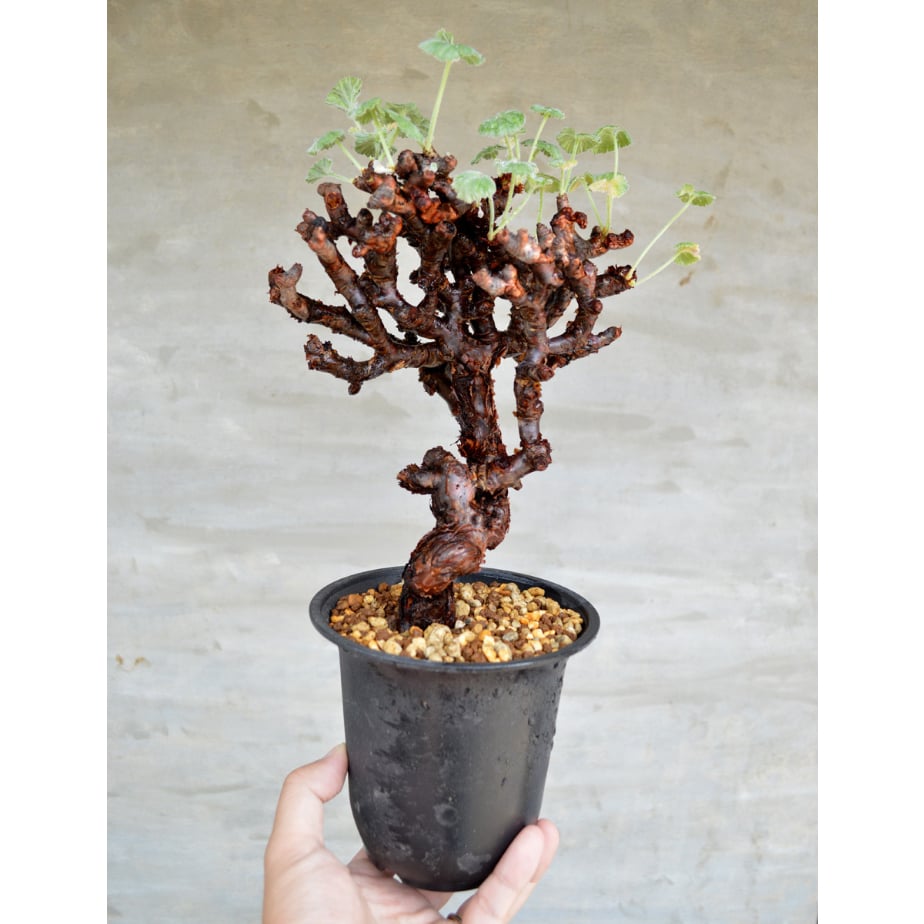 植物】ぺラルゴ二ウム ミラビレ 現地株 発根済み | A-PLANTS|塊根植物販売