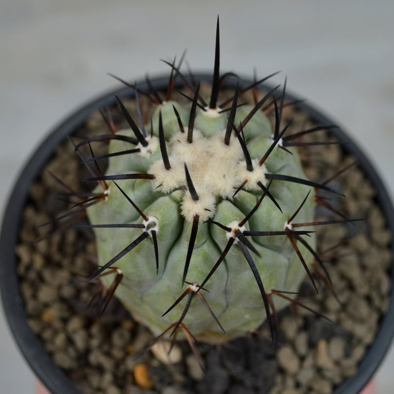 植物】サボテン コピアポア シネレア 黒王丸 実生株 | A-PLANTS 植物】サボテン コピアポア シネレア 黒王丸 実生株 | A-PLANTS