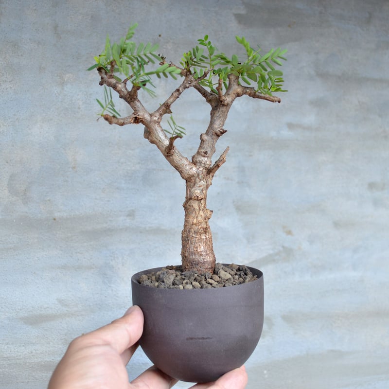 センナ メリディオナリス 31cm丈 (鉢底45cm)現地球 現地球・発根済】センナ メリディオナリスル 鉢付き 塊根植物