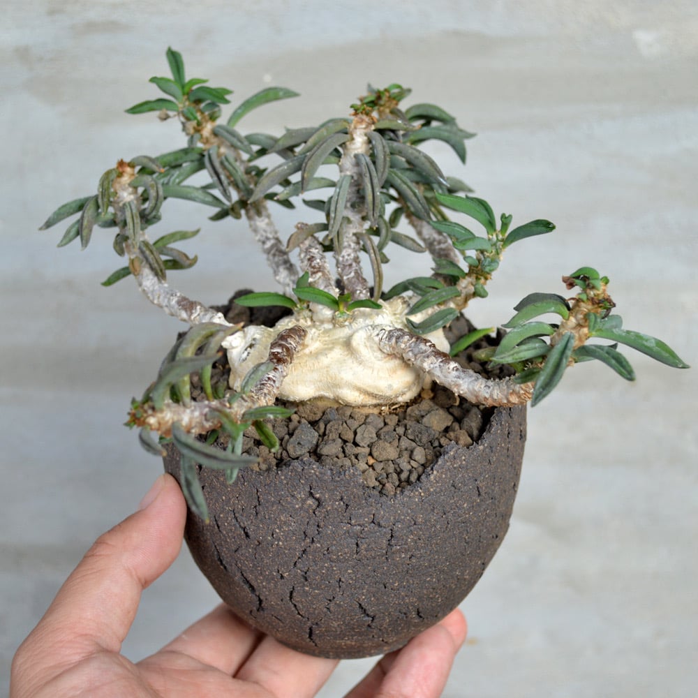 国内実生　長期管理株　ユーフォルビア　キリンドリフォリア　陶器鉢のまま発想　塊根 国内実生 長期管理株 ユーフォルビア キリンドリフォリア 陶器鉢のまま